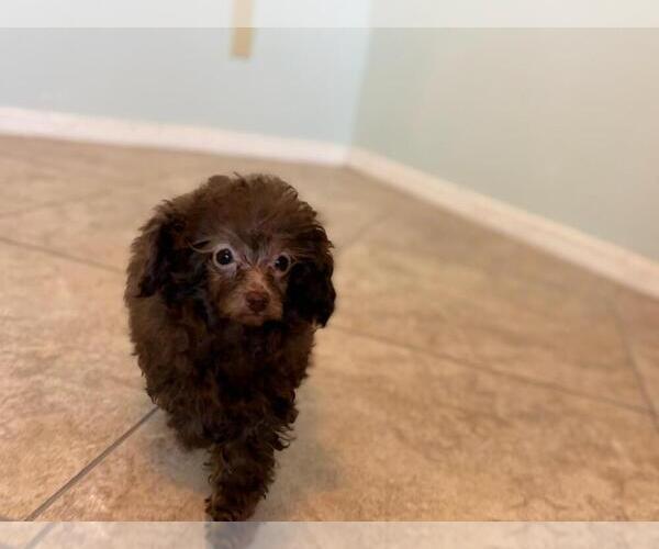 Medium Photo #5 Poodle (Toy) Puppy For Sale in TUCSON, AZ, USA