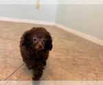 Small #4 Poodle (Toy)