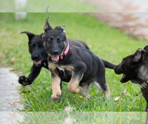 Malinois Puppy for sale in JACKSONVILLE, FL, USA