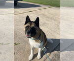 Small #4 Akita