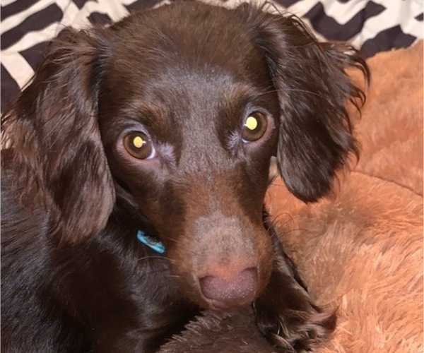 Medium Photo #1 Dachshund Puppy For Sale in LUMBERTON, NC, USA