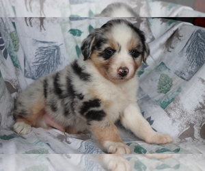 Australian Shepherd Puppy for sale in SHILOH, OH, USA