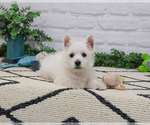 Small #6 West Highland White Terrier