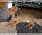 Small #1 Labrador Retriever Mix