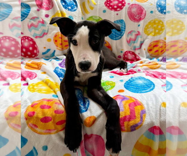 Medium Photo #9 Mutt Puppy For Sale in Plainfield, IL, USA