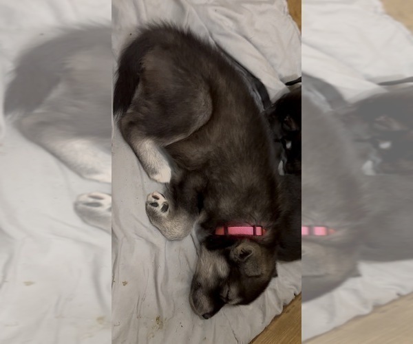 Medium Photo #1 American Staffordshire Terrier-Siberian Husky Mix Puppy For Sale in SNEADS FERRY, NC, USA