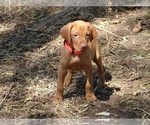 Small #1 Vizsla
