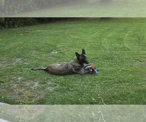 Mother of the Belgian Malinois puppies born on 06/12/2025