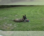 Small Photo #1 Belgian Malinois Puppy For Sale in WALES, WI, USA