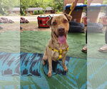 Small #3 Chinese Shar-Pei-Labrador Retriever Mix