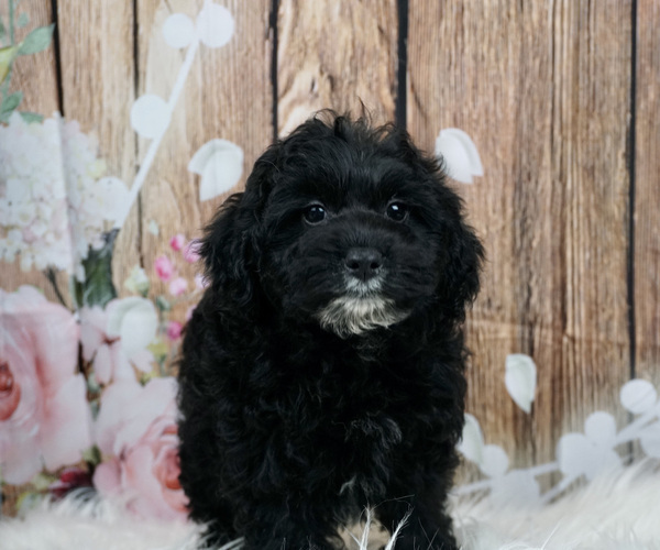 Medium Photo #3 Schnoodle (Miniature) Puppy For Sale in WARSAW, IN, USA