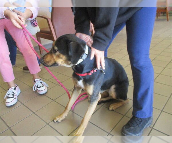 Medium Photo #1 German Shepherd Dog Puppy For Sale in Ocala, FL, USA