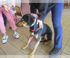 German Shepherd Dog Dogs for adoption in Ocala, FL, USA