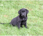 Small Photo #3 Labrador Retriever Puppy For Sale in SYRACUSE, IN, USA
