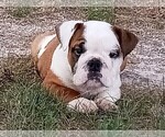 Small Photo #1 English Bulldog Puppy For Sale in GREEN FOREST, AR, USA