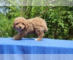 Small #29 Poodle (Toy)