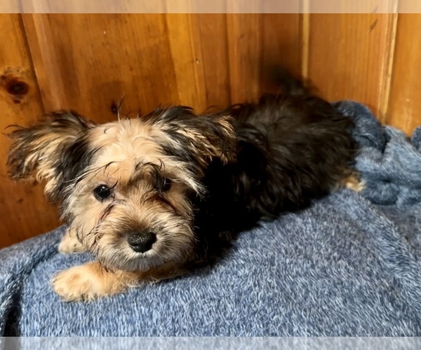 Medium Photo #9 Morkie Puppy For Sale in SILVER LAKE, IN, USA