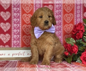 Goldendoodle (Miniature) Puppy for sale in LANCASTER, PA, USA