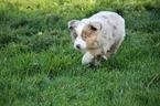 Small Photo #6 Miniature Australian Shepherd Puppy For Sale in MOUNT VERNON, WA, USA