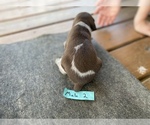 Small Photo #8 German Shorthaired Pointer Puppy For Sale in BATESVILLE, IN, USA