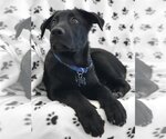 Small Photo #9 Shepweiller Puppy For Sale in Corona, CA, USA