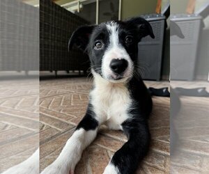 Border Collie-Unknown Mix Dogs for adoption in Tampa, FL, USA
