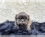 Small #17 Shih Tzu