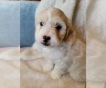 Small #1 Lhasa Apso