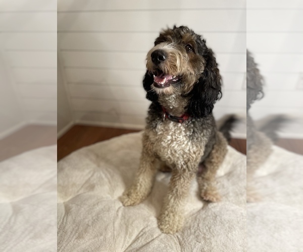 Medium Photo #1 Bernedoodle Puppy For Sale in GARRETTSVILLE, OH, USA