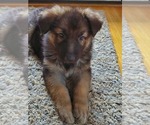 Small Photo #1 German Shepherd Dog Puppy For Sale in JONESBOROUGH, TN, USA
