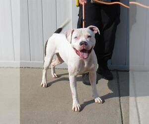 American Pit Bull Terrier Dogs for adoption in Louisville, KY, USA