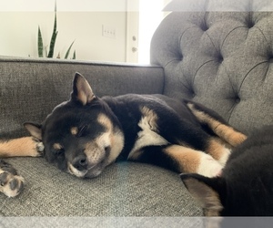 Shiba Inu Puppy for sale in UPPER SANDSKY, OH, USA