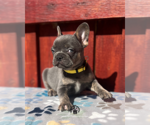 French Bulldog Puppy for sale in SACRAMENTO, CA, USA