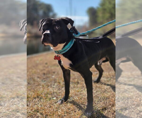 Medium Photo #4 Mutt Puppy For Sale in Myrtle Beach, SC, USA