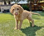 Small Photo #6 Goldendoodle Puppy For Sale in RIVERBANK, CA, USA