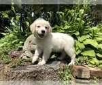 Small Photo #1 Golden Retriever Puppy For Sale in SCHNECKSVILLE, PA, USA