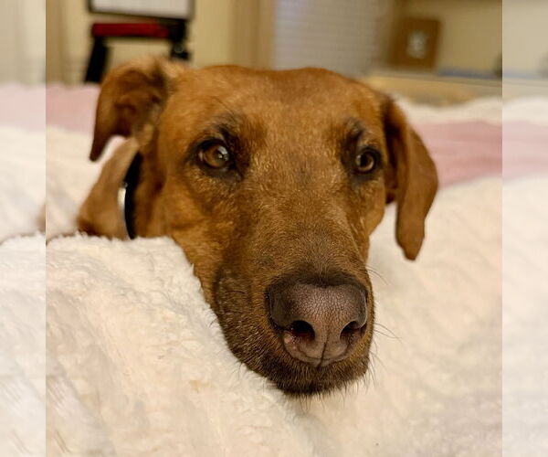 Medium Photo #5 Black Mouth Cur-Vizsla Mix Puppy For Sale in Oakhurst, NJ, USA