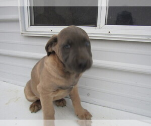 Cane Corso Puppy for sale in LIMA, OH, USA
