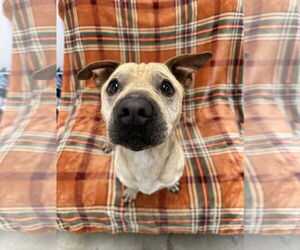 Dachshund-Unknown Mix Dogs for adoption in Rockaway, NJ, USA