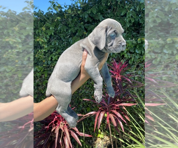 Medium Photo #3 Cane Corso Puppy For Sale in NORTHRIDGE, CA, USA
