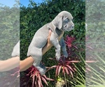 Small Photo #3 Cane Corso Puppy For Sale in NORTHRIDGE, CA, USA