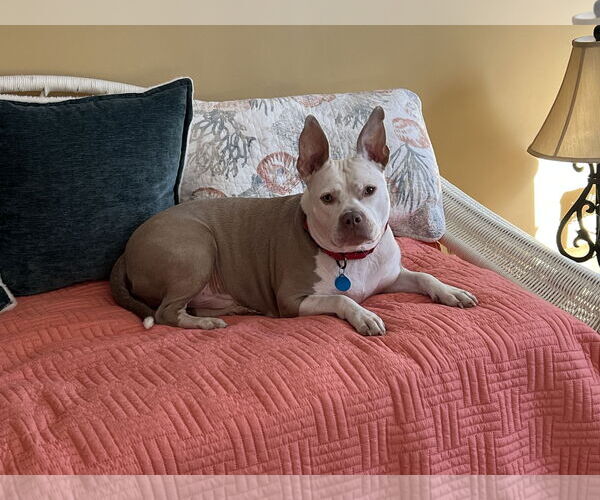 Medium Photo #6 Mutt Puppy For Sale in Arlington, VA, USA