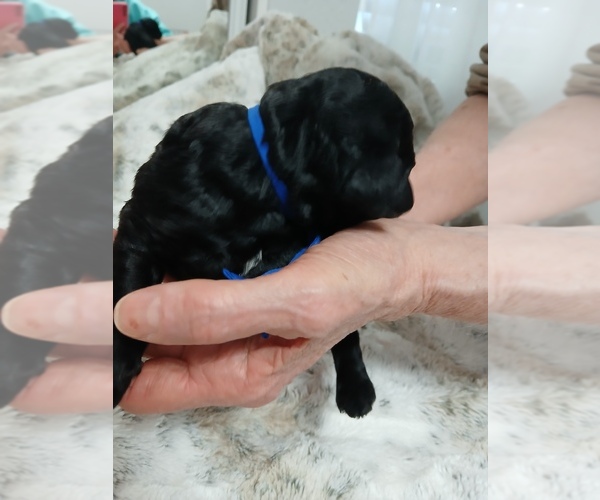 Medium Photo #6 Poodle (Standard)-Schnoodle (Giant) Mix Puppy For Sale in ANDERSON, CA, USA
