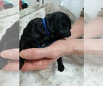 Puppy Puppy 4black Poodle (Standard)-Schnoodle (Giant) Mix