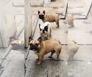 Father of the French Bulldog puppies born on 07/22/2021