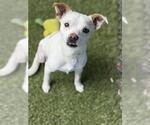 Small #1 Chihuahua Mix