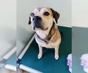 Labrador Retriever-Unknown Mix Dogs for adoption in The Woodlands, TX, USA