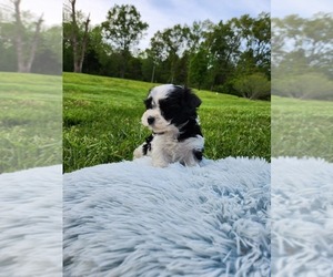 Havachon Puppy for sale in COTTAGE GROVE, TN, USA