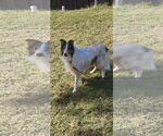 Small #3 Collie