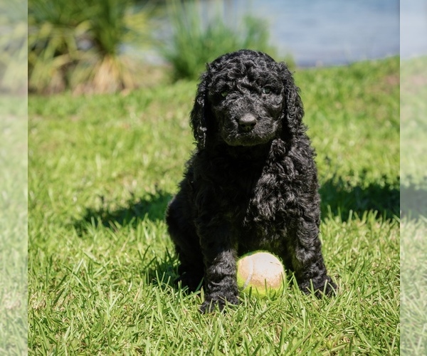 Medium Photo #1 Goldendoodle Puppy For Sale in ANDERSON, SC, USA